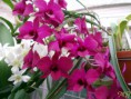 /album/podochileae/dendrobium-hybrid2-jpg/